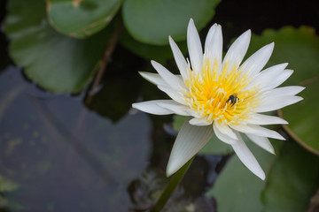 Bee and white yellow lotus