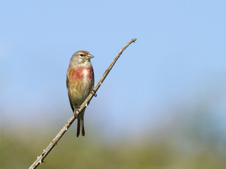 Carduelis cannabina (m) -Linotte mélodieuse - Common Linnet