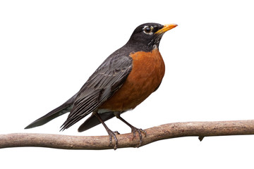 Robin on a Branch - Powered by Adobe