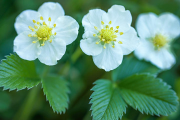 flower of wild strawberry