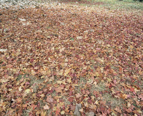 The image of beautiful nature