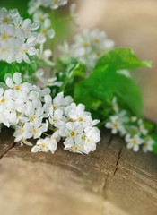 Fototapeta na wymiar White spring flowers on the old wood
