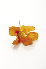 Kapuzinerkresse (Tropaeolum)