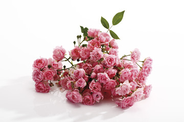 Pink Rosen