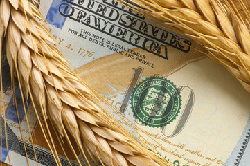 Wheat spikelet on one hundred dollars