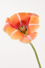 Obraz na płótnie Canvas bright orange tulip