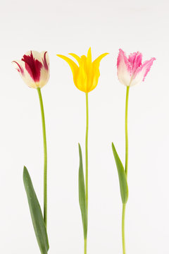 yellow pink and red tulips