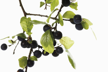Zweig mit Früchten Blackthorn Zweig. (Prunus spinosa)
