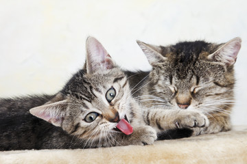 Hauskatzen,Frau Katze und K&auml;tzchen,Portrait