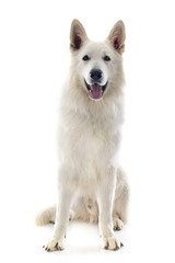 Swiss shepherd