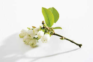 Blueberry Blumen, close -up