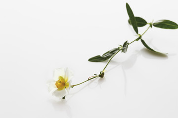 Auf weißem Hintergrund Zistrose