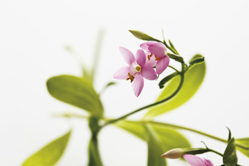 Fototapeta na wymiar Nahaufnahme von centaurium Blume vor weißem Hintergrund