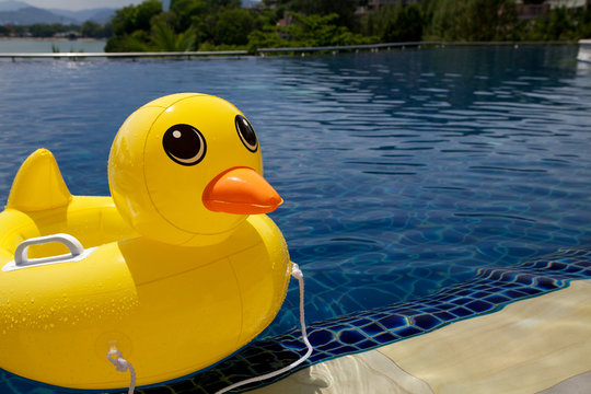 Rubber ring duck in swimming pool.