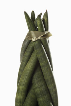 Bogenhanf ( Sansevieria ),close-up
