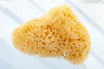 Schwamm , close-up