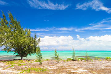 Tropical beach with palms and white sand on Caribbean