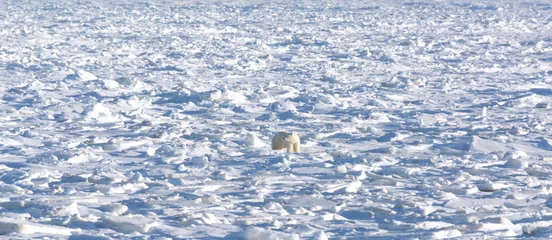 Crédence de cuisine en verre imprimé Ours polaire Polar bear on ice