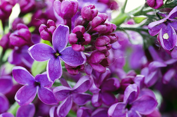 Blooming lilac flowers. Abstract background. Macro photo.