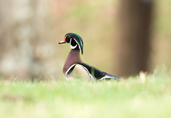 Wood duck in grass