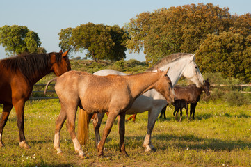 Horses in a field, farm in Extremadura, Spain - 65211521