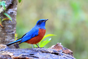 Chestnut-bellied Rock Thrush (Monticola rufiventris) 