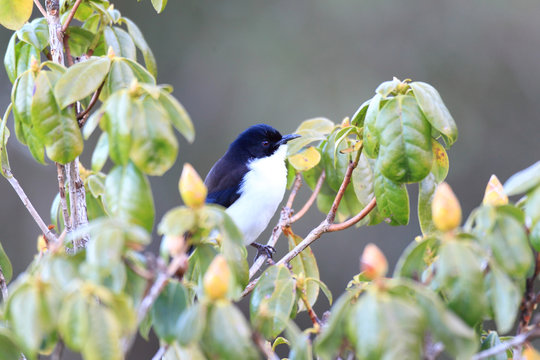 Dark-backed Sibia (Heterophasia melanoleuca) in North Thailand