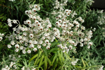 Fototapeta premium Anaphalis margaritacea