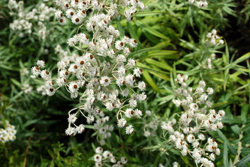 Anaphalis  margaritacea