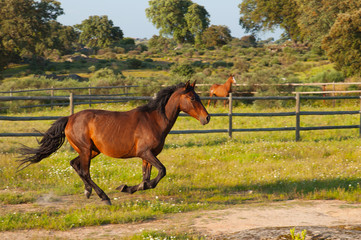 Horse running in a green field - 65212580