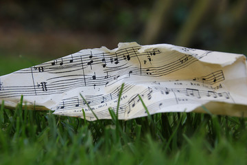 Musik Noten Gras