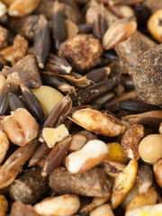 muesli background with black oats. for horse.macro