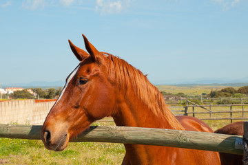 Brown spanish horse in a fenced field