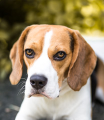 Beagle Dog close up portrait