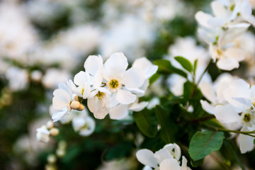 Obraz na płótnie Canvas White flowers of the pear tree