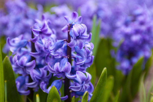 Fototapeta Blue flowers of Hyacinth