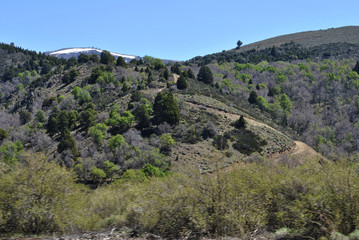 Fototapeta na wymiar Araucaria en Villa Pehuenia, Neuquén, Patagonia