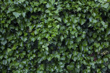 liście bluszczu na murze