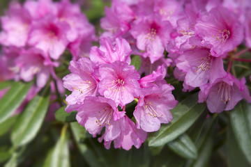 世界遺産高野山金剛三味院のシャクナゲ