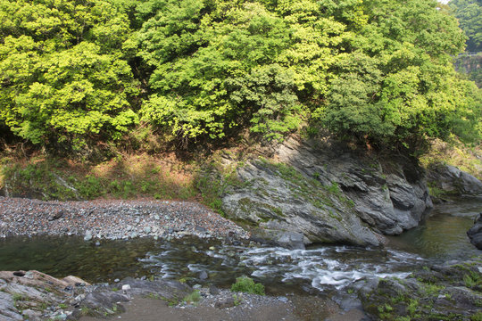 新緑の和歌山県橋本市の玉川峡