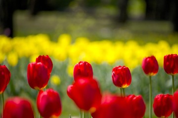赤いチューリップ