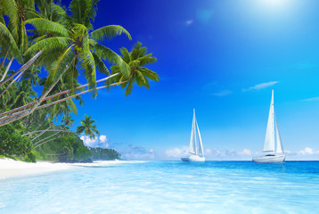 Sailboats and Palm Tree on the Beach