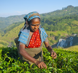 Tea Picker Picks Leaves © Rawpixel.com