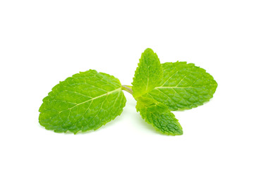 Fresh mint close up on white