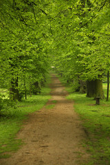 Picture of the wild greenery