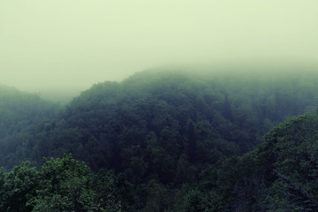Foggy morning in the rain forest