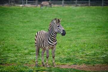Fototapeta na wymiar zebra in the safari park on the island of Brijuni, Croatia