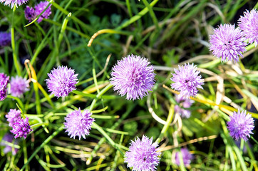 Chives in bloom