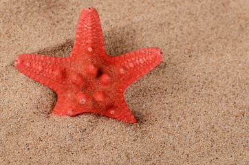 Fototapeta na wymiar The starfish on sand