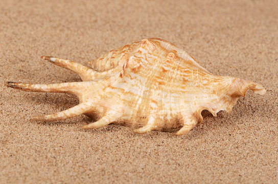 The sea shell in the sand